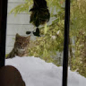 Meet your Posher, Darcy